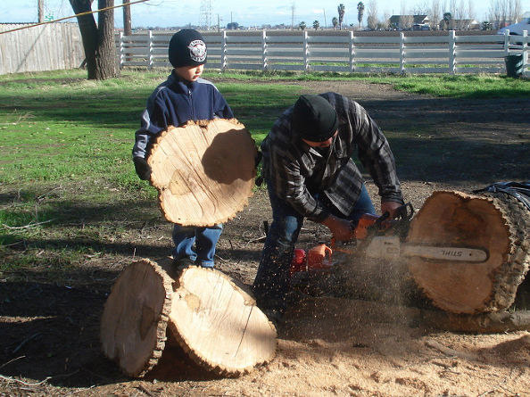 Cutting the tree into 3/4inch thick rounds