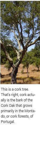 a cork tree