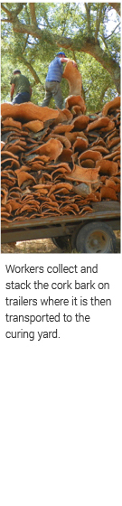 collect and stack cork bark