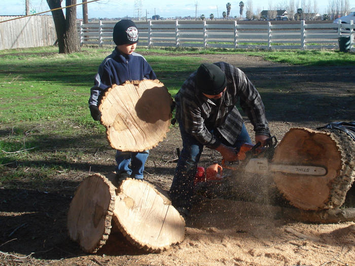 Continuing to cut tree into thick rounds for burl flooring material.