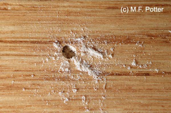 powder post beetle damage wood floor pinhole